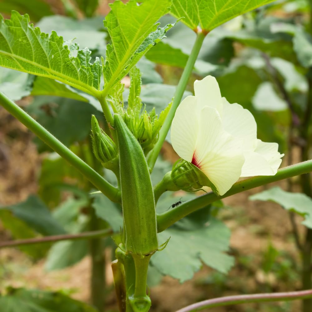 Set 2 Live Green Okra Plants, 4 to 6 Inches Tall, 4 Inches Pot, Okra Vegetable Plants Live Potted for Planting Outdoor