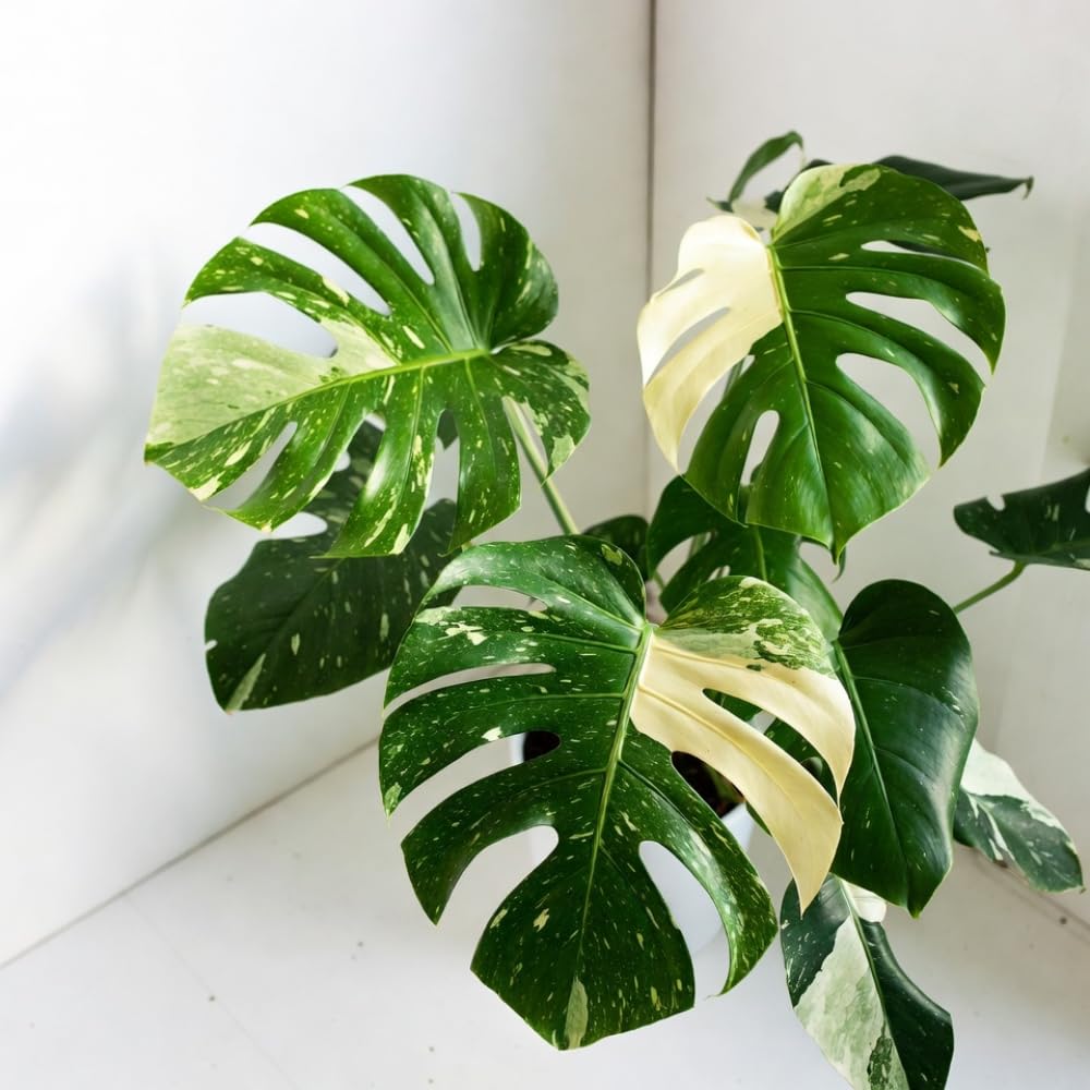 Monstera Plant Live, Starter Plant from 4-6 Inch Tall, Split Leaf Houseplant, Live Monstera Plants Indoor (Constellation)