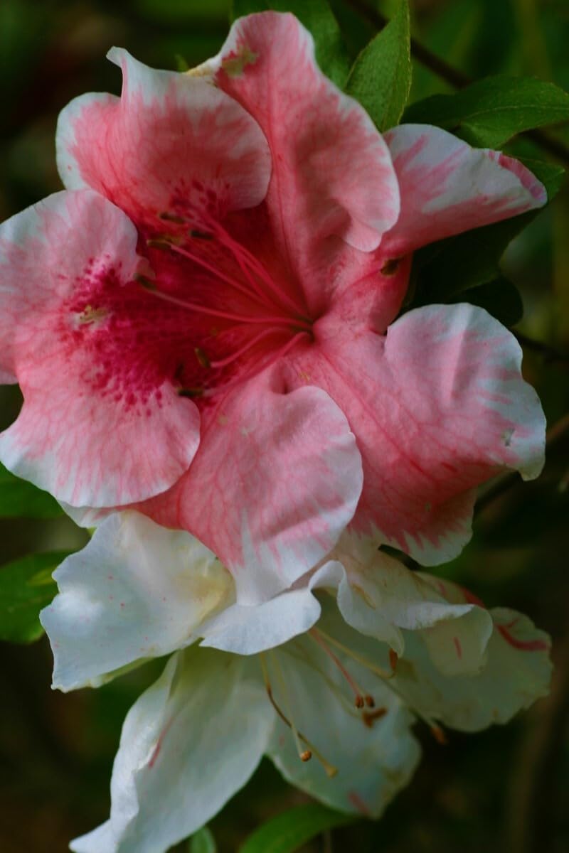 Live Plant - TAMA NO HADA Azalea Rhododendron Deciduous Starter Plant 3 Colors at Once