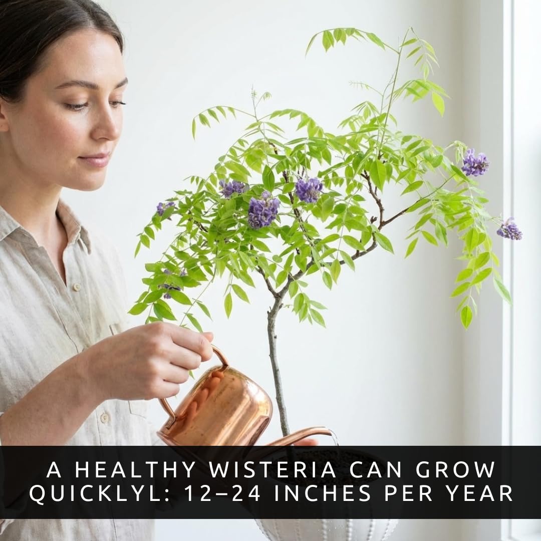 Wisteria Bonsai Starter Tree (1 Year Old Live Plant) – Wisteria Floribunda Seedling – Fast Growing Flowering Vine for Bonsai Training – Outdoor/Indoor Bonsai Tree Starter Kit Plant