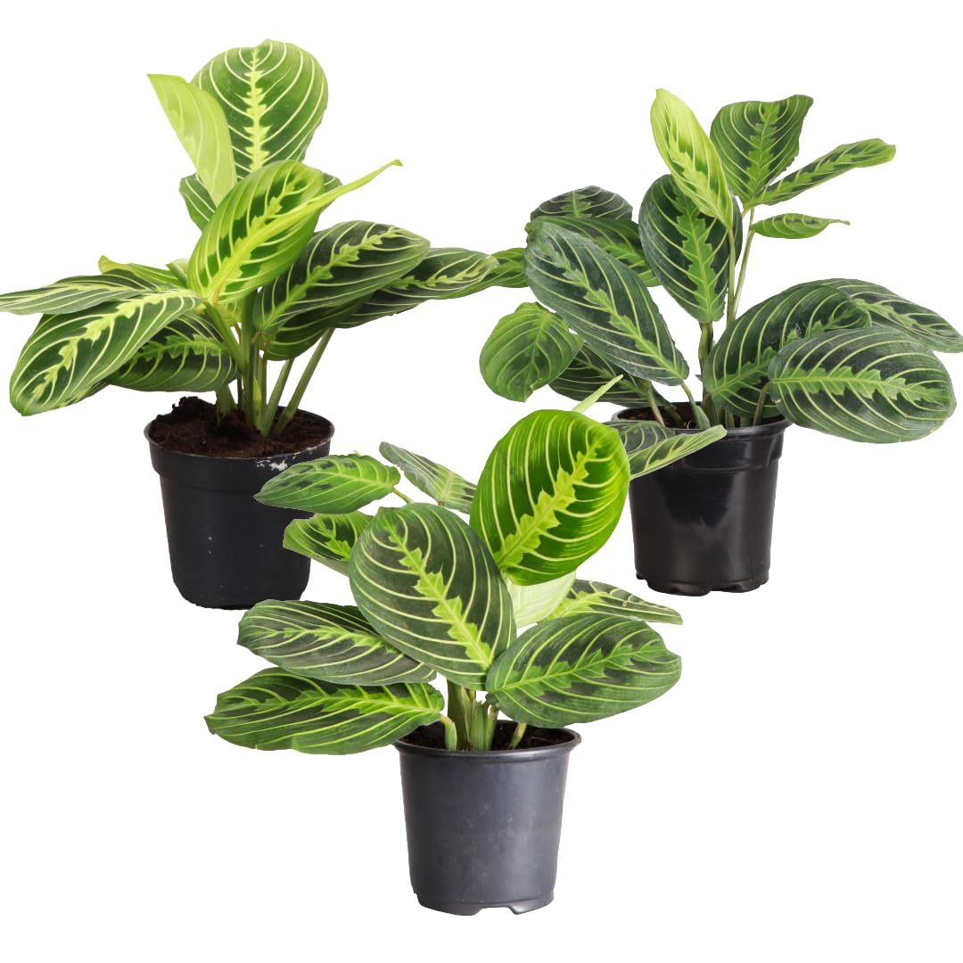 Thorsen's Greenhouse Lemon Lime Prayer Plant, Live Indoor Plant, Pet Friendly, Attractive Houseplant, Lemon Maranta, Natural Air Purifier, Easy to Grow, 4" Diameter Pot (3 Pack Nursery Pots)