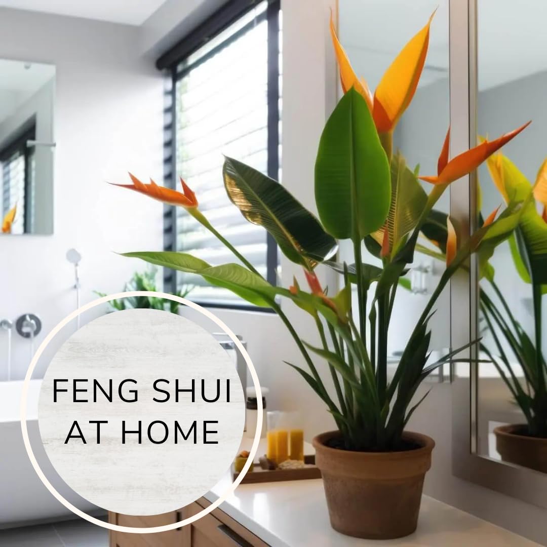 Bird of Paradise Plants Live (4-Pack), Strelitzia Plants with Perennial Orange Flowers, Indoor/Outdoor Plants, Exotic Tropical Decor, Not Artificial, 6-10" Height. 2" Pot