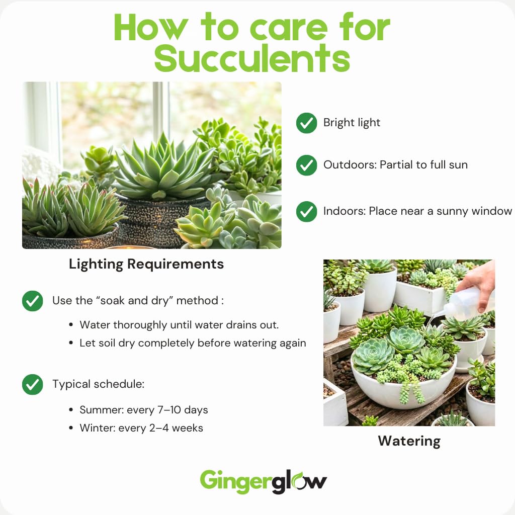 Variegated String of Buttons Plant Live | Crassula Perforata Succulent | Live Trailing Succulent in 4 Inch Pot | Rooted Indoor Houseplant for Home or Office Displays