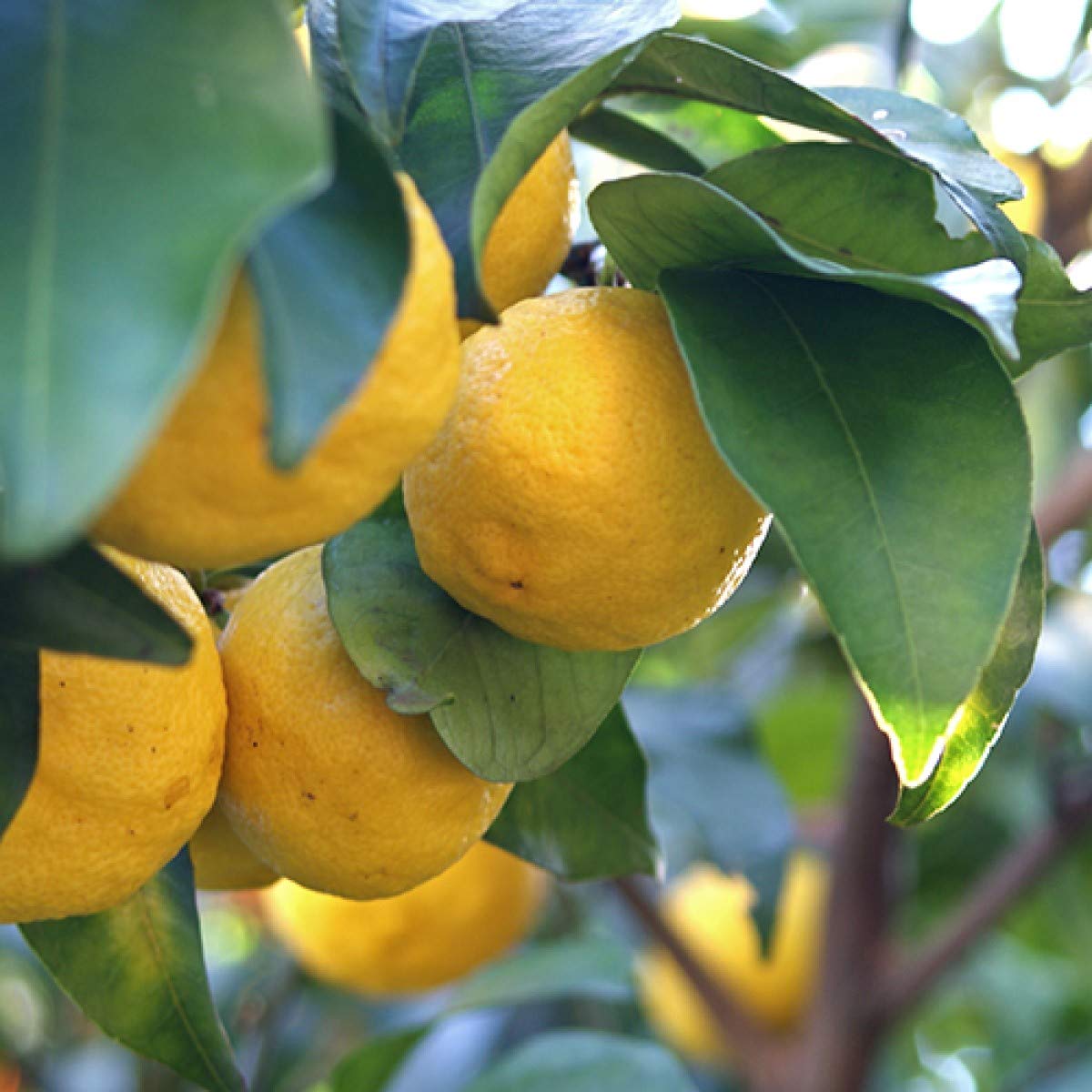 2 Yuzu Trees - 2-5" Tall Live Plants - Cold Hardy Citrus Fruit Seedling - Indoor/Outdoor Planting - (2 Pack)