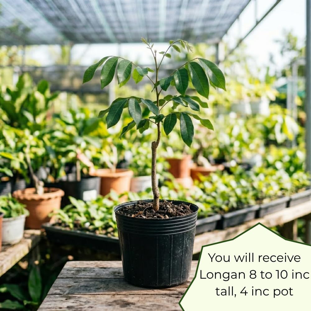 Longan Tree Live Plant, Longan Fruit Tree, Well Rooted in 4 Inc Pot, 8-10 Inc Tall, Sweet Tropical Fruit Tree for Indoor Outdoor Growing