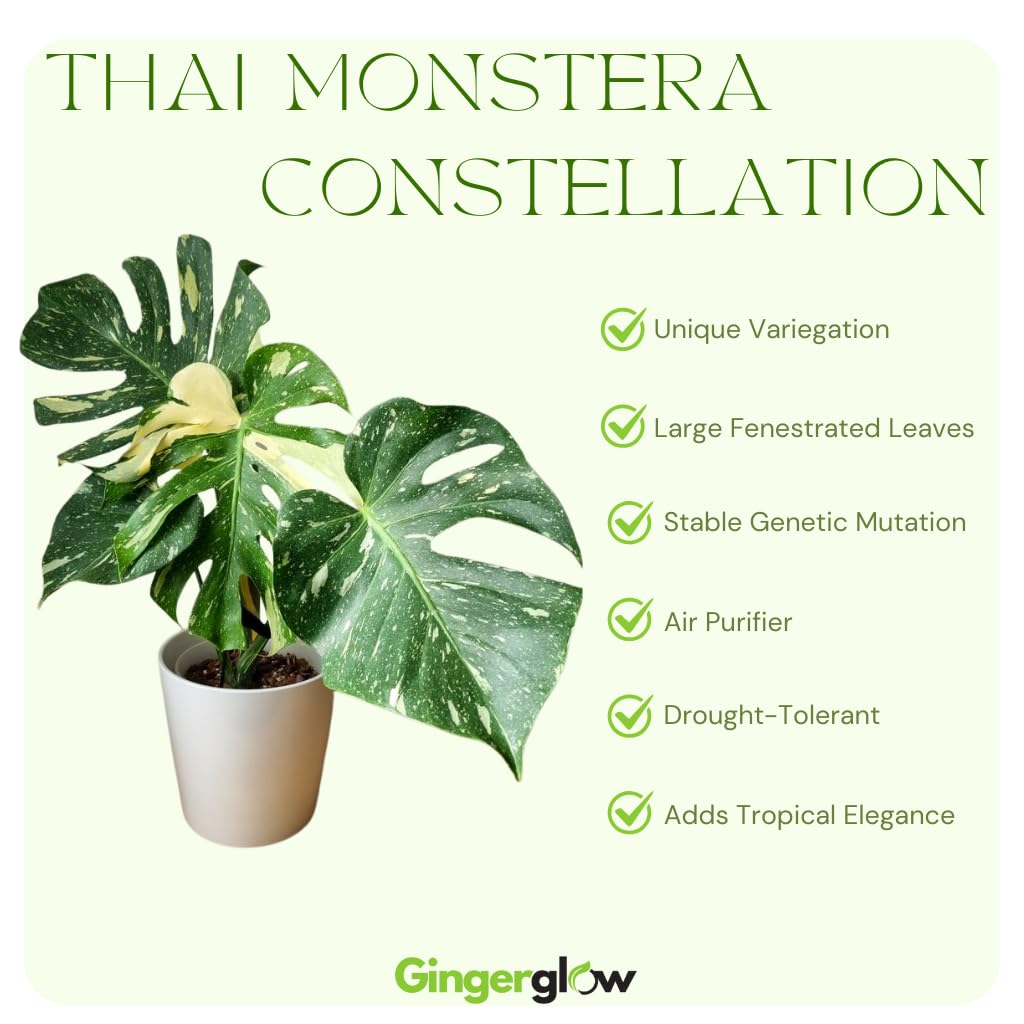 Monstera Thai Constellation Live Plant 4 Inch Tall | Variegated Monstera Plant Live | Tropical Indoor Houseplant for Shelf, Desk or Living Space