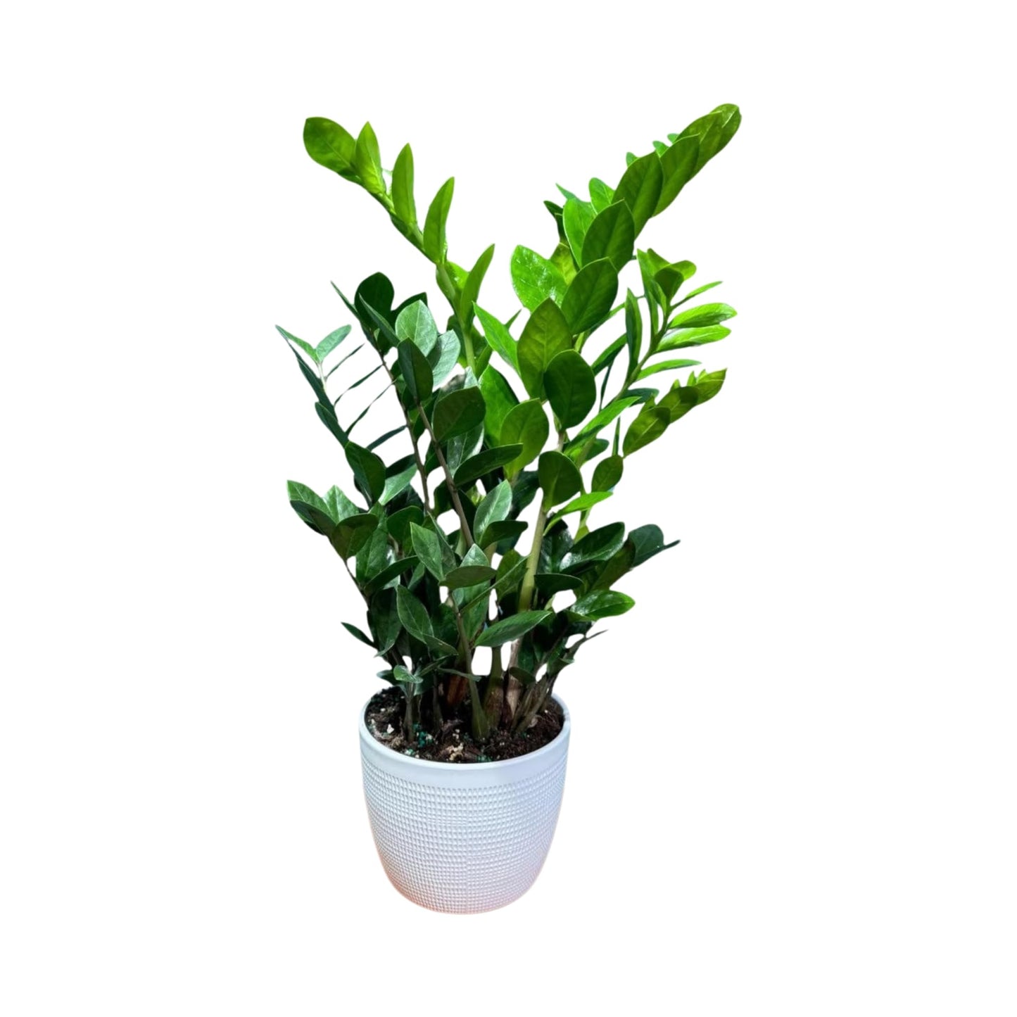 PLANTVERS Green ZZ Plant – Zamioculcas Zamiifolia | Hardy Tropical Foliage with Upright Glossy Leaves | Low-Light Tolerant & Easy Care for Home or Office Display (6" Grow Pot)