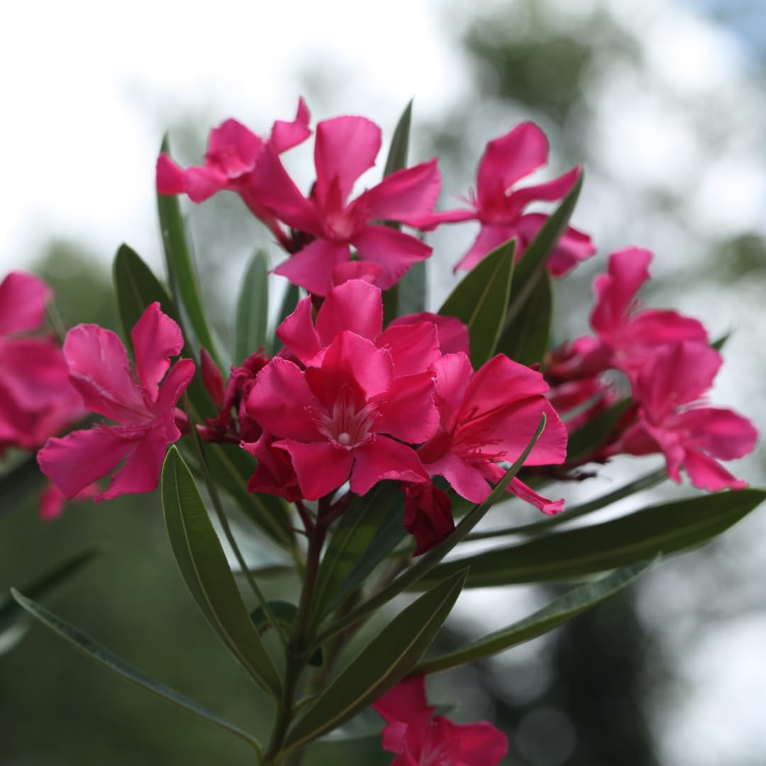 2 Live Pink Oleander Plants, Flowering Bush, 4-7 Inches Tall, Well Rooted for Planting