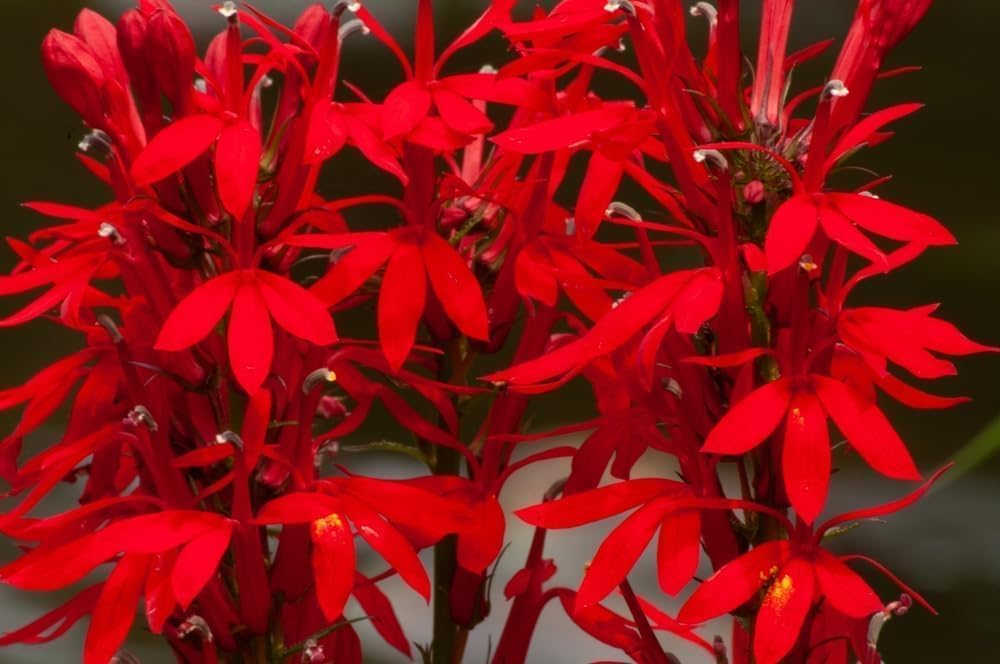 Red Cardinal FlowerRootstock for Planting - Lobelia cardinalis - Stunning Red Blooms, Attracts Hummingbirds (1 Plant)