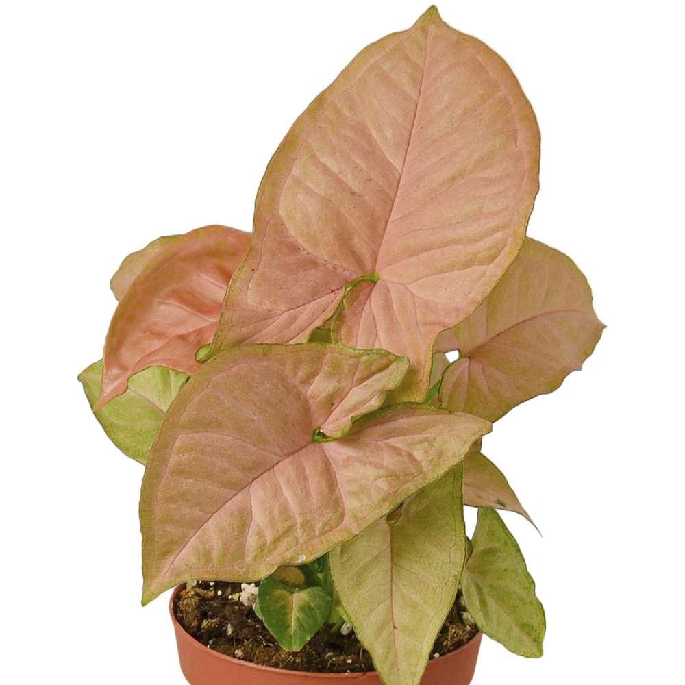 Syngonium 'Strawberry' Live Plant for Indoor | Different Houseplants in 4'' & 6'' Pot | Real House Plant for Living Room, Office, Desk & Bathroom | Goosefoot Plant | Nephthytis | Elephant Ear