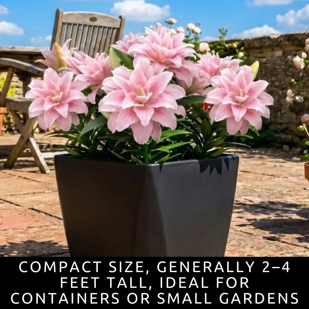 Pink Roselily Double Oriental Lily Bulbs – Fragrant, Pollen-Free, Fully Double Blooms – Premium Perennial Flower for Garden Beds & Cut Arrangements (3 Bulbs)