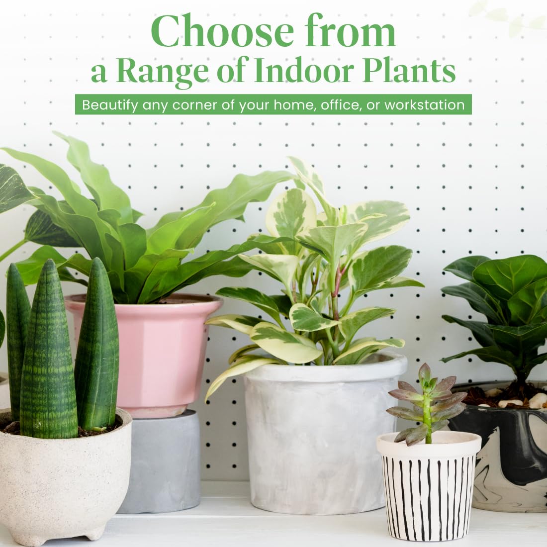 American Plant Exchange Monstera Deliciosa - Live 6-Inch Pot, Easy-Care Split Leaf Vine, Low-Maintenance Air Purifying Houseplant for Home, Office & Garden Décor