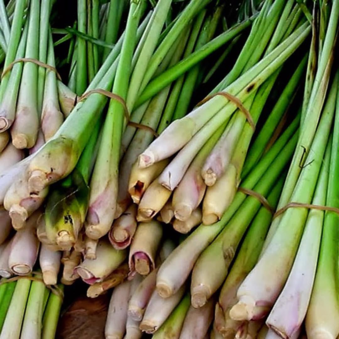 4 Lemon Grass Live Plants, Live Lemongrass Plants, 10 Inches Long, Herb Plant, Well Rooted for Planting