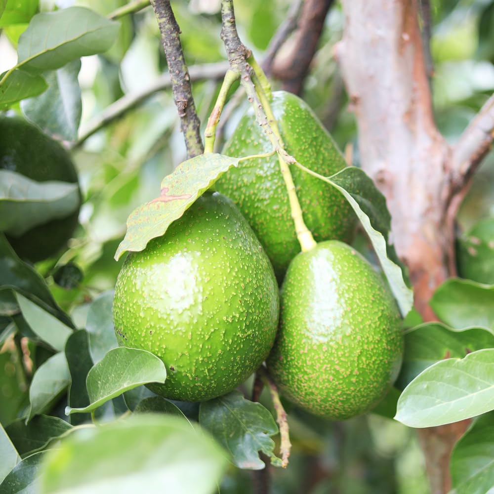 Green Avocado Tree, Avocado Trees Live Plants in 3 Gallon Pot, Fruit Bearing Plant for Outdoor Garden, 1-2 Feet Tall, No CA