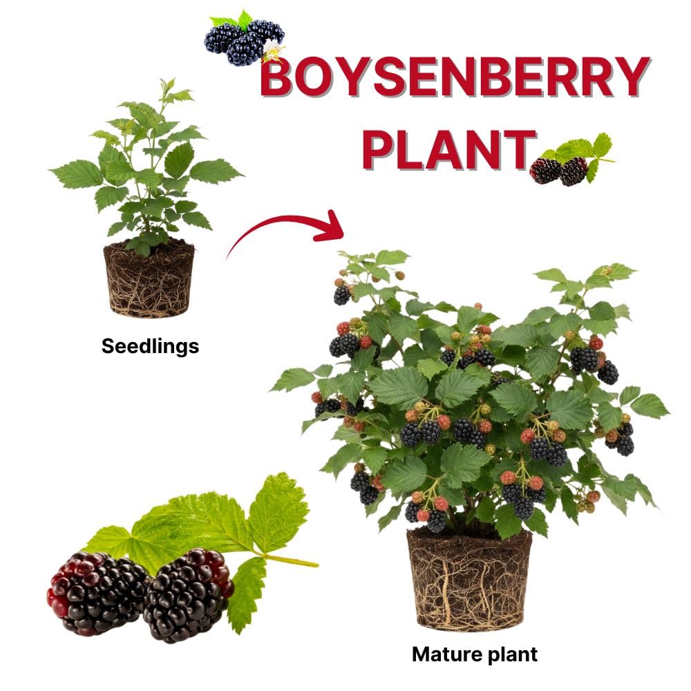 Set 2 Boysenberry Live Plant, 4-7 Inches Tall, Hardy Berry Bush, Berry Fruit Plants Live for Planting in Garden