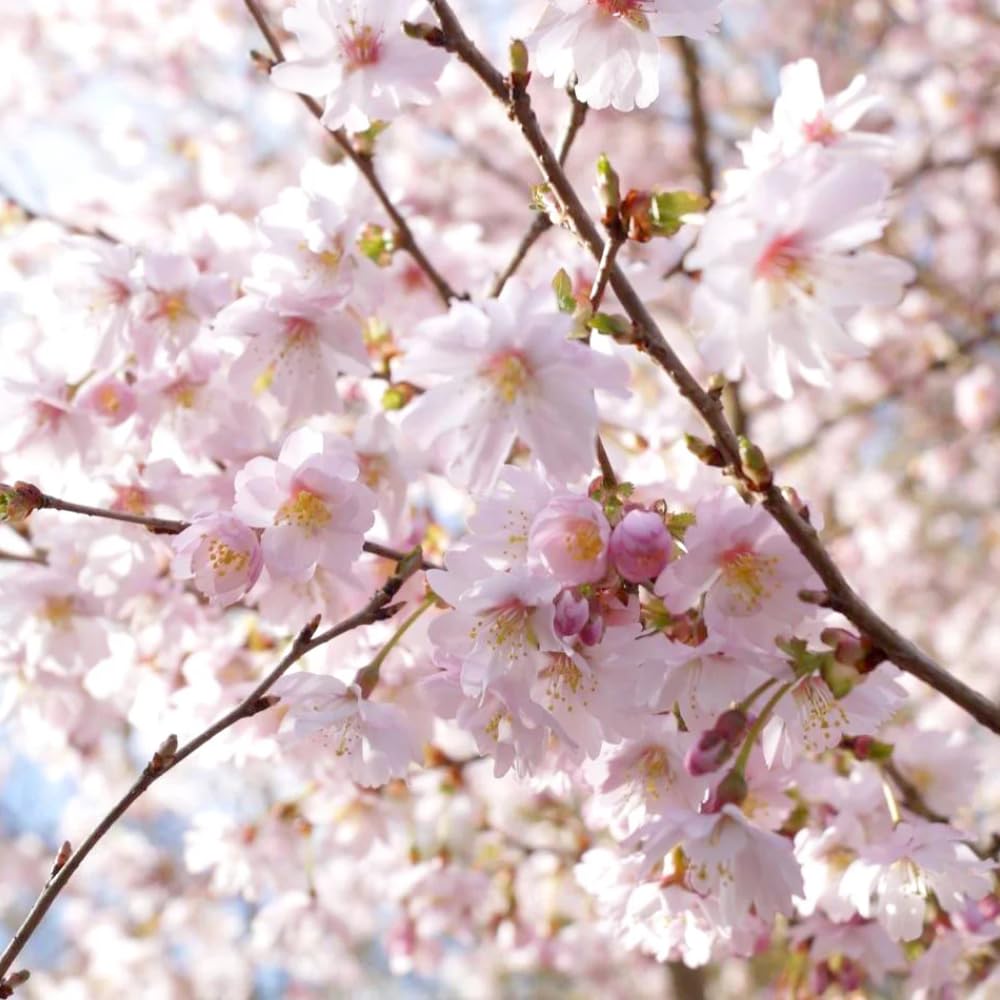 Cherry Blossom Tree, Live Ornamental Tree 6-12" Tall in Pot, Beautiful Spring Blooms for Outdoor Planting (Autumn Cherry Blossom)