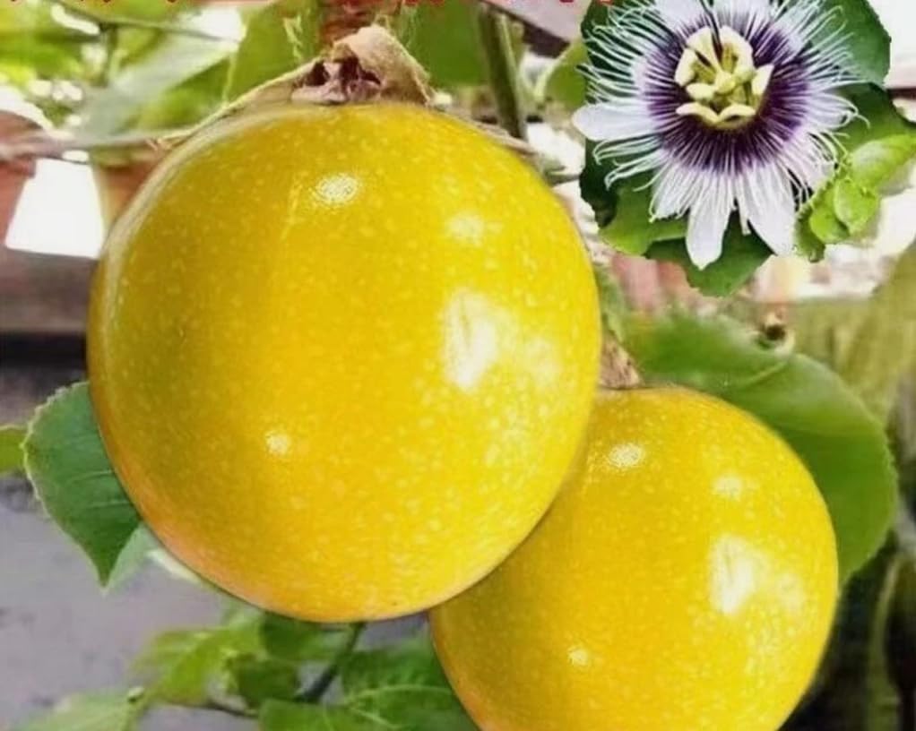 30PCS Golden Passion Fruit Seeds Sweet Granadilla Yellow Passion Fruit Seeds