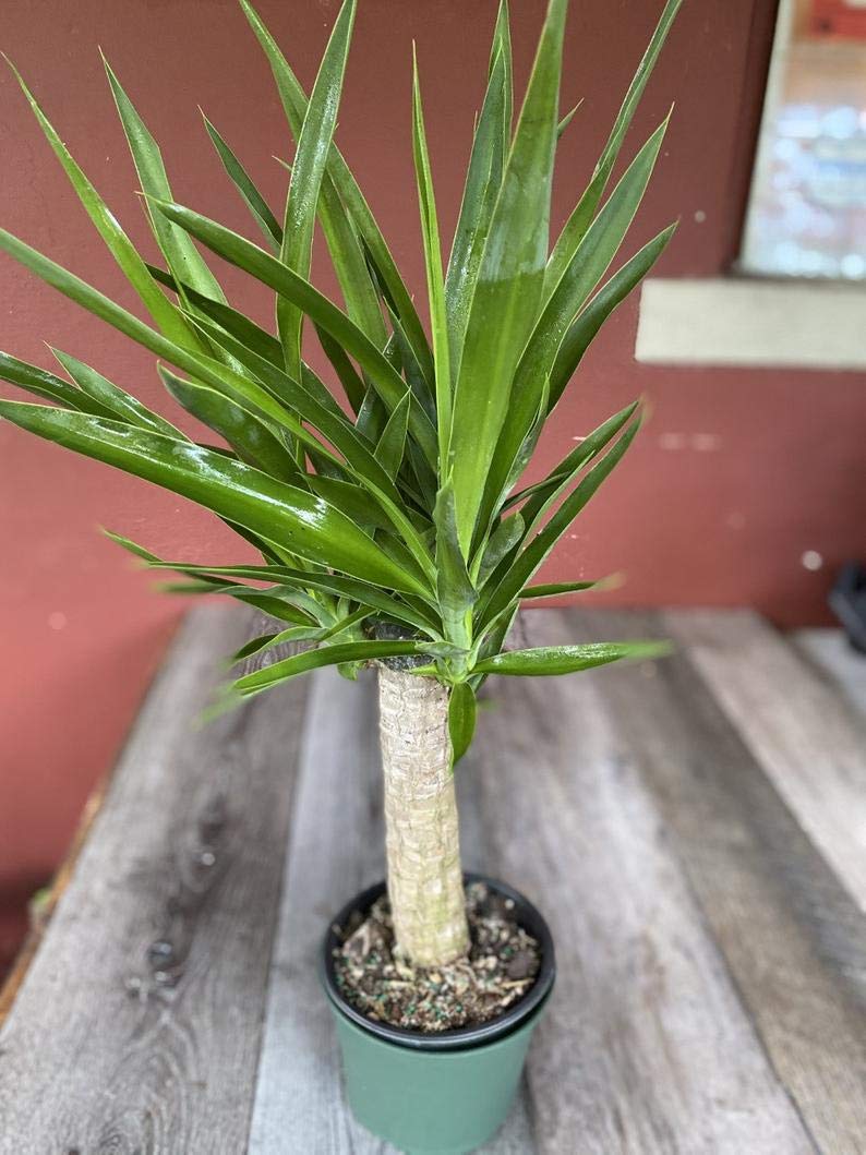 Yucca Cane Plant - Live Plant in a 6 Inch Pot - Yucca Guatemalensis - Beautiful Easy Care Air Purifying Indoor Houseplant