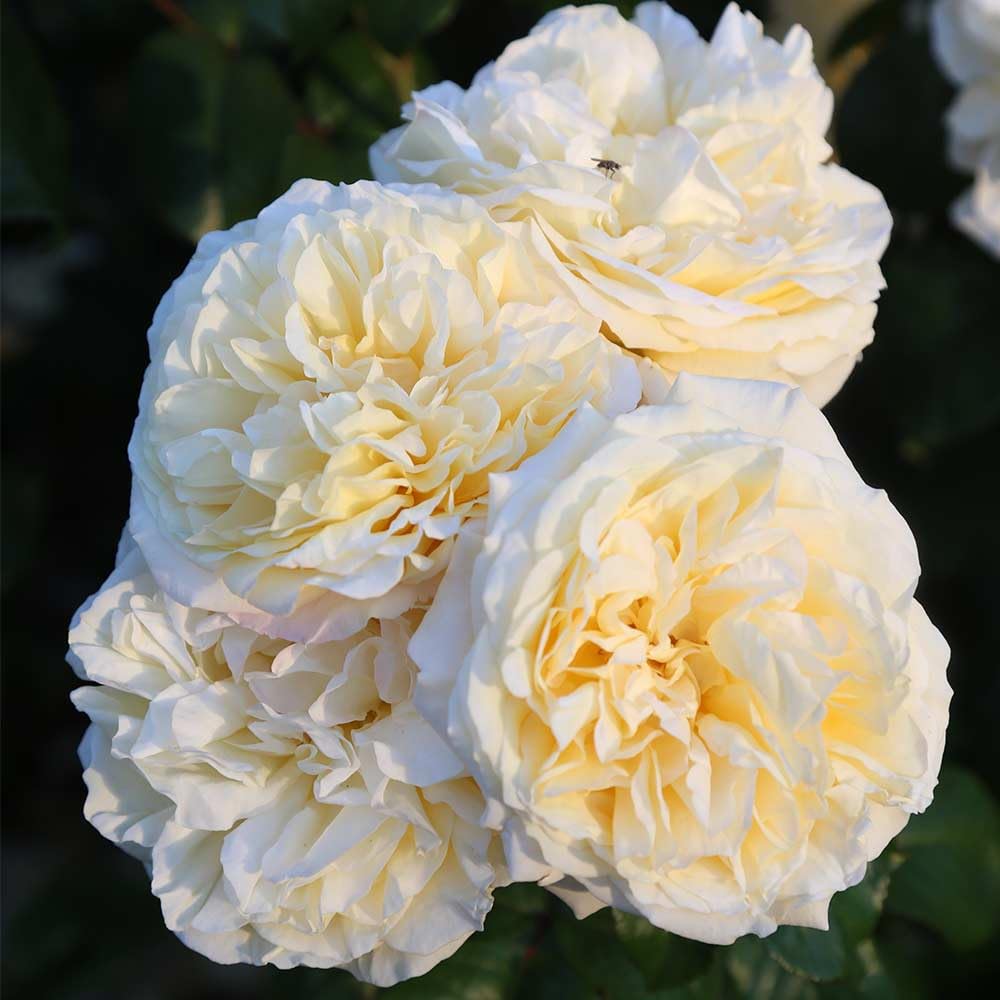 Heirloom Roses Hybrid Tea Rose Bush - Moonlight Romantica® Live Yellow Rose Plant for Outdoor Planting