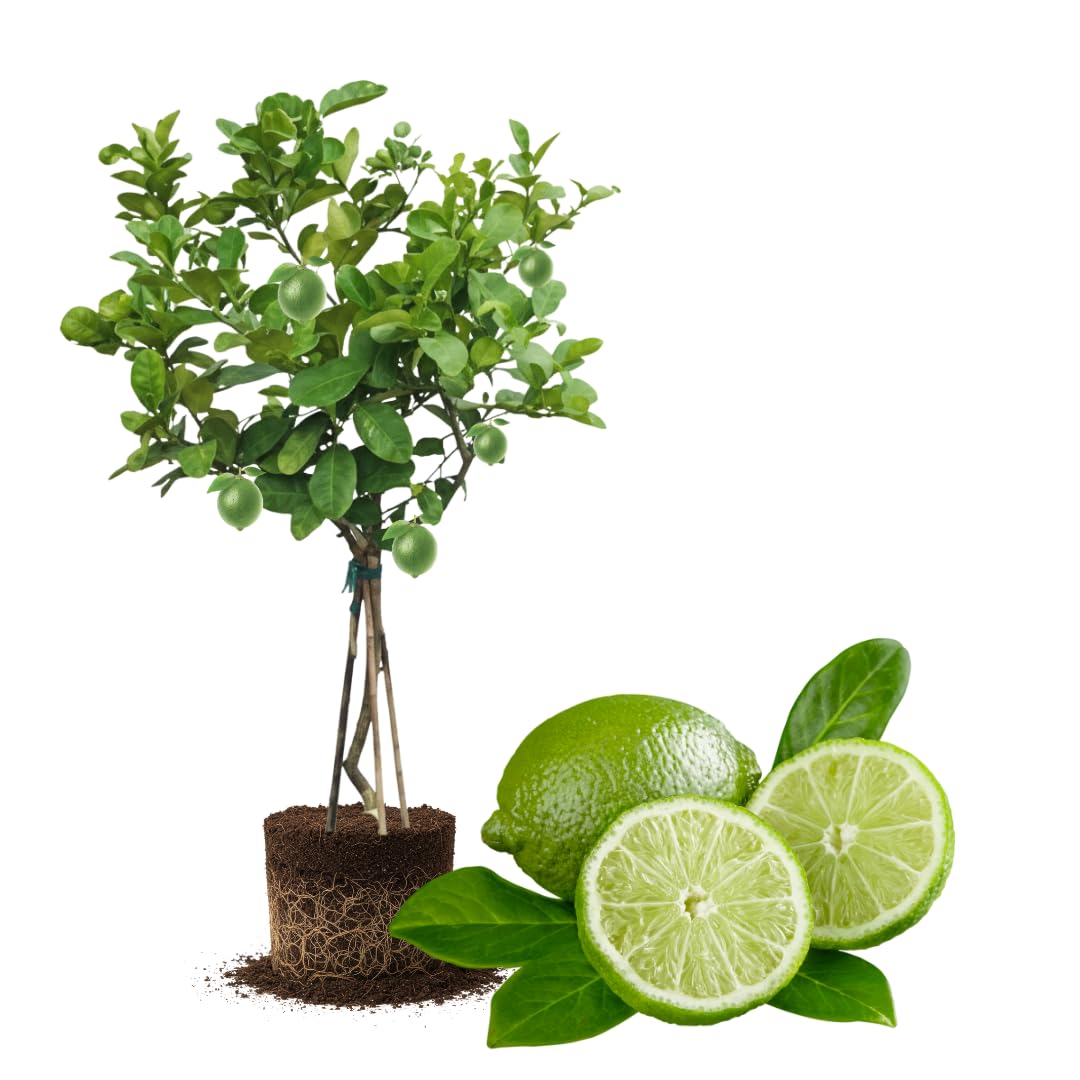 Seedless Lime Plant Live, Lime Fruit Tree, 3 Feet Tall in 5 Gallon Pot for Indoor or Outdoor