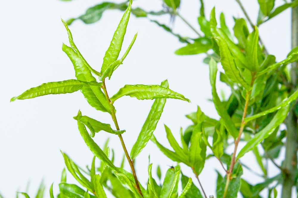 Willow Oak - Size: 4-5 ft, Live Plant, Includes Special Blend Fertilizer & Planting Guide