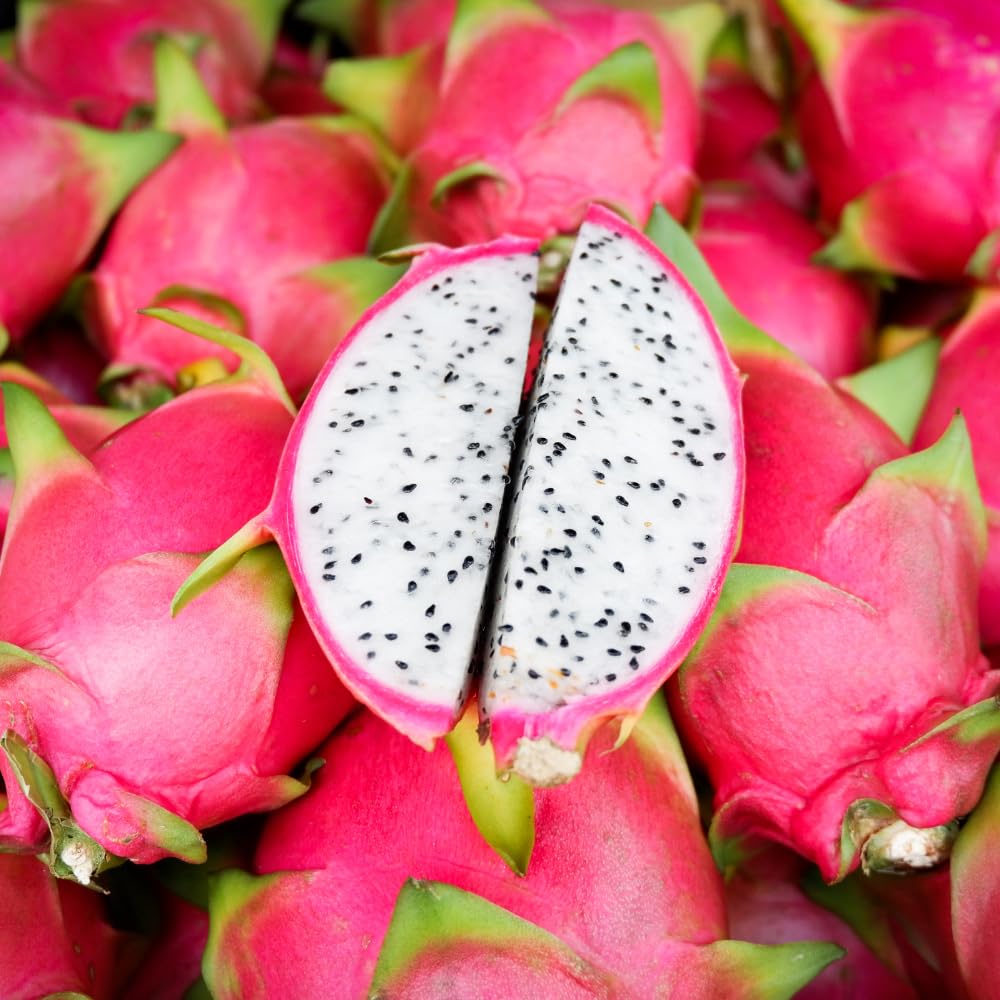Dragon Fruit Plant Live in 3 Gallon Pot, Tropical Fruit Tree Cactus for Outdoors