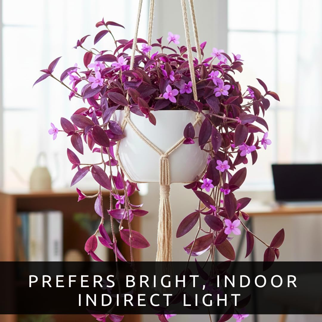 2 Pale Puma Wandering Jew Cuttings to Grow – Tradescantia Pallida Cuttings - Purple & Lavender Plant - Easy Trailing Houseplant for Hanging Baskets & Pots - Gardener Gift