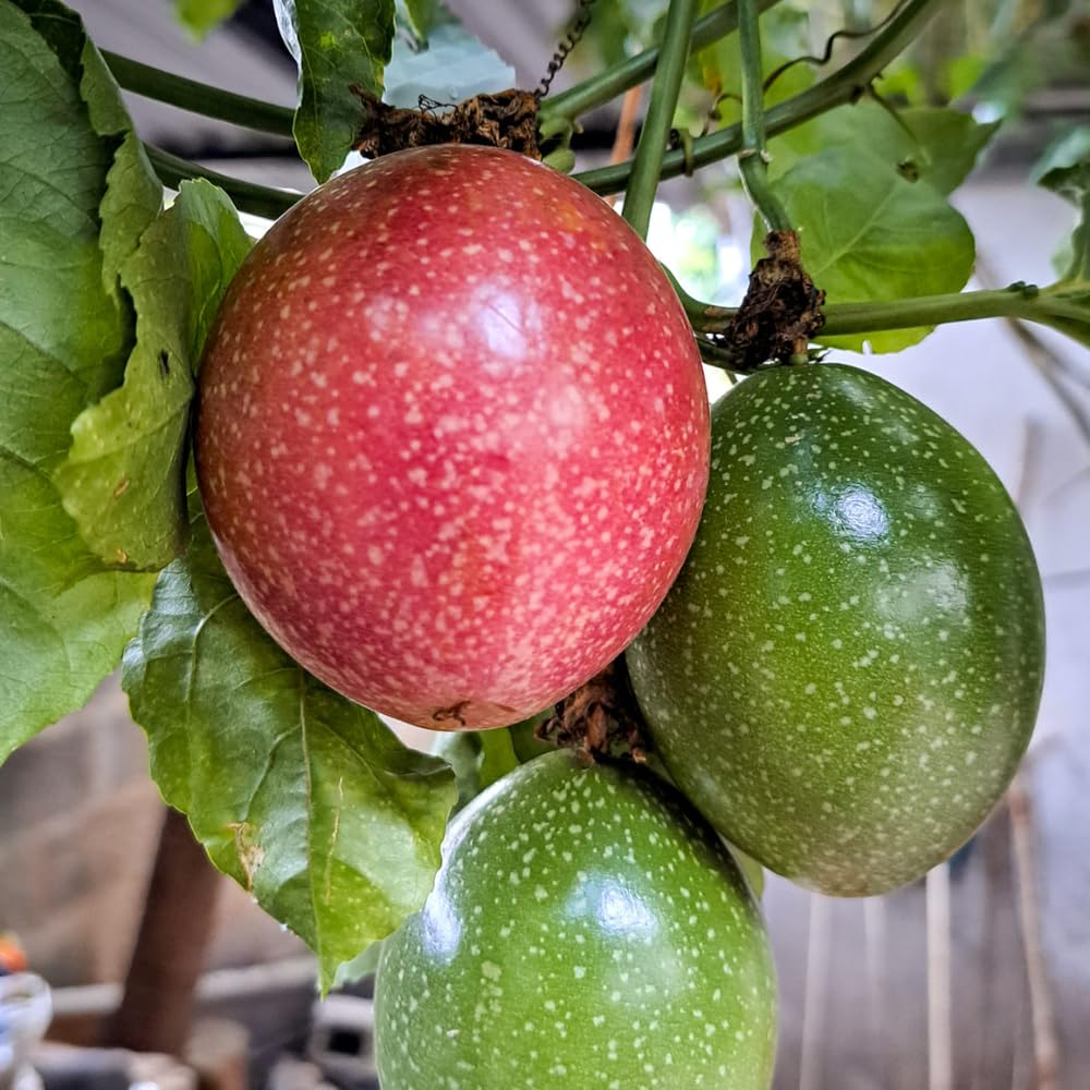 Passion Fruit Live Plant, Live Passionfruit Plant Vine, 4-6'' Tall, Red Passion Fruit Tree Live Plant for Outdoor Planting, Ready to Grow, Cold Hardy