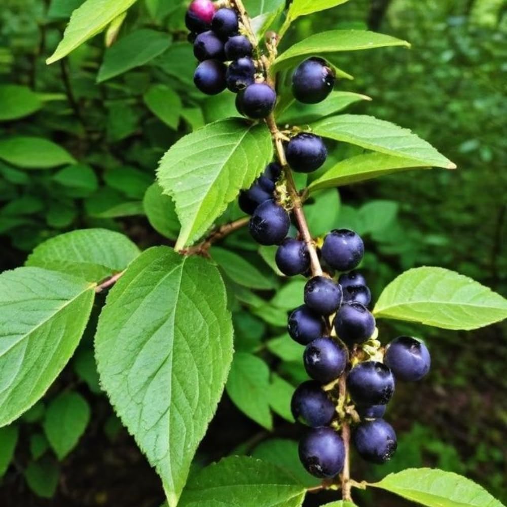 2 Black Huckleberry Bushes Live Plants, Well Rooted Huckleberries Fruits, 4'' Pot, Indoor Outdoor Growing