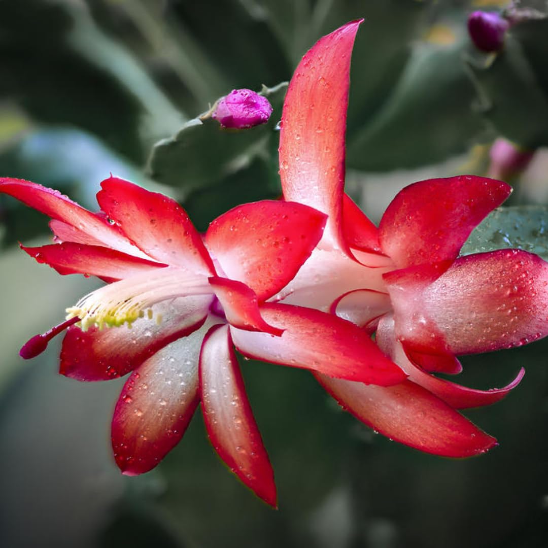Sunset Orange Christmas Cactus Plant Live | 4 to 7 Inch Tall Potted Indoor Decorative Plant for Home & Office | Live Christmas Cactus Plants Houseplants | Christmas Hanging Baskets for Outdoors