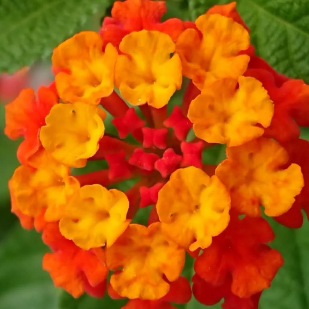 Mixed 4 Lantana Plants Live for Planting Outdoor, Lantana Trees or Trailing, Ready to Bloom, Hardy, Long Blooming Vibrant Perennial, 4-6" in Tall Spring Growing