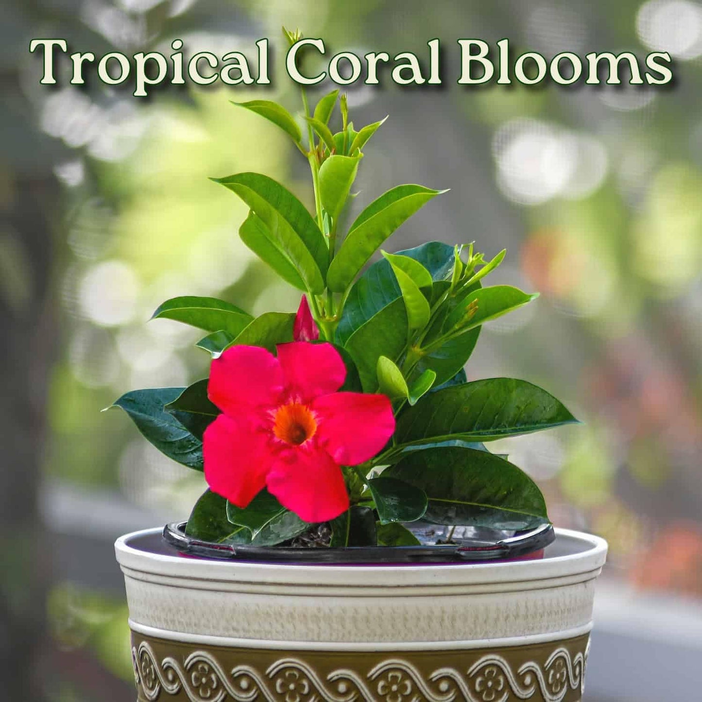 Coral Dipladenia Bush - 14 inch Overall Height, 1 Gallon - Live Flower Plant - Tropical Plants of Florida