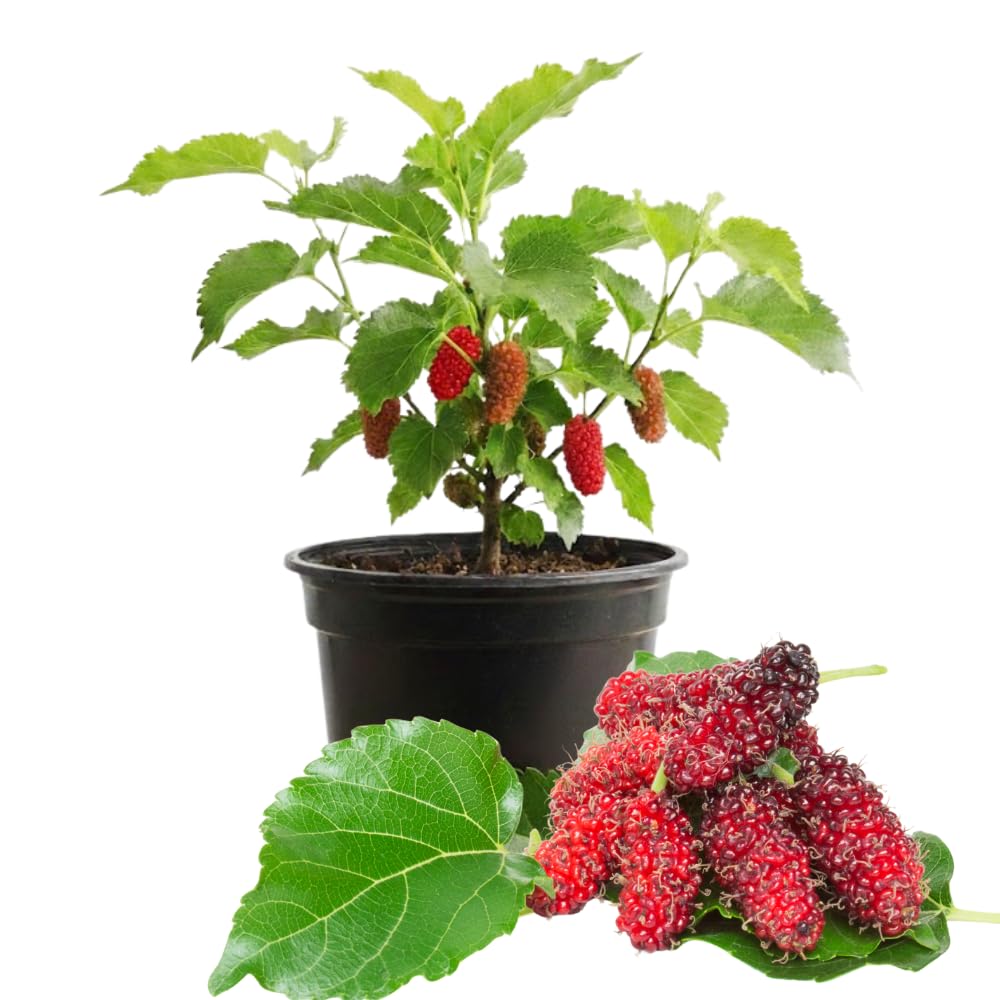 Mulberry Tree Live Plant, Mulberry Plant Seedlings from 6 to 8 Inch Tall, Sweet and Edible Mulberries for Patio and Garden (Red)