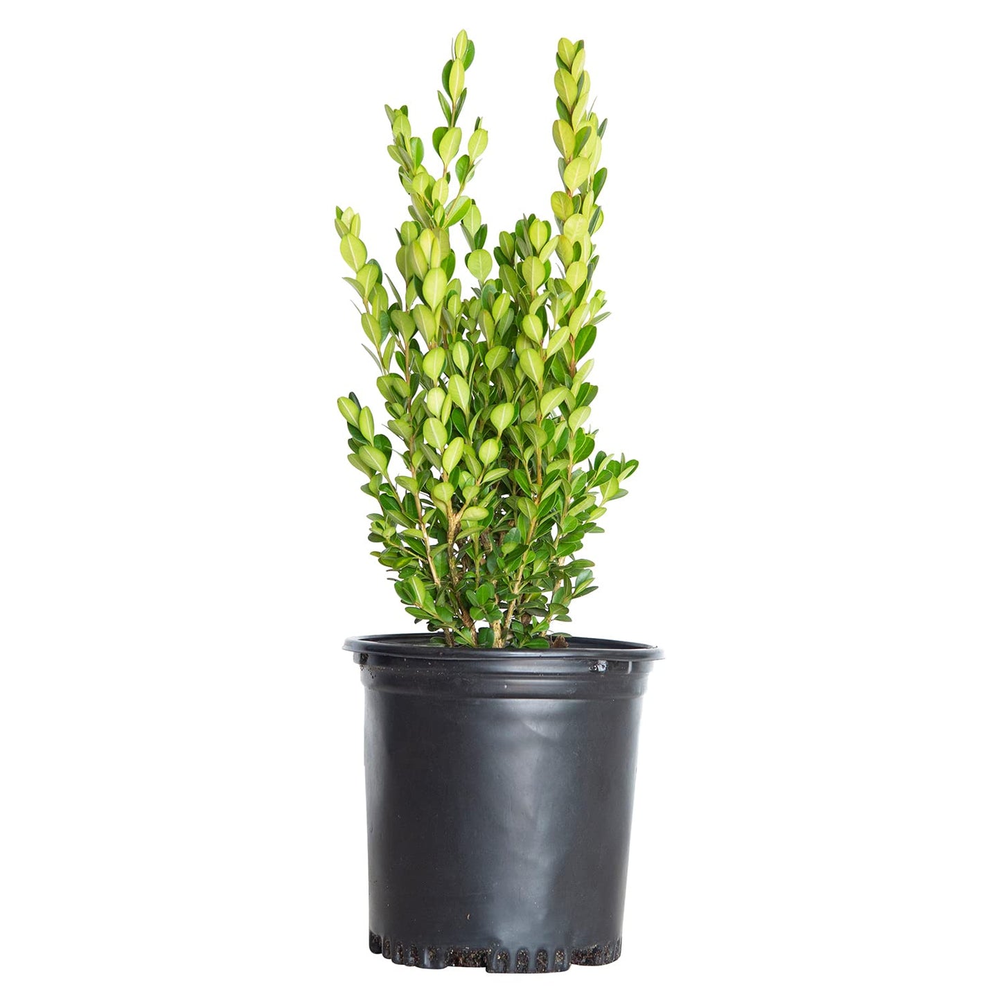 Plants by Mail 0617Q 2.5 Qt - Wintergreen Boxwood - Evergreen Shrub