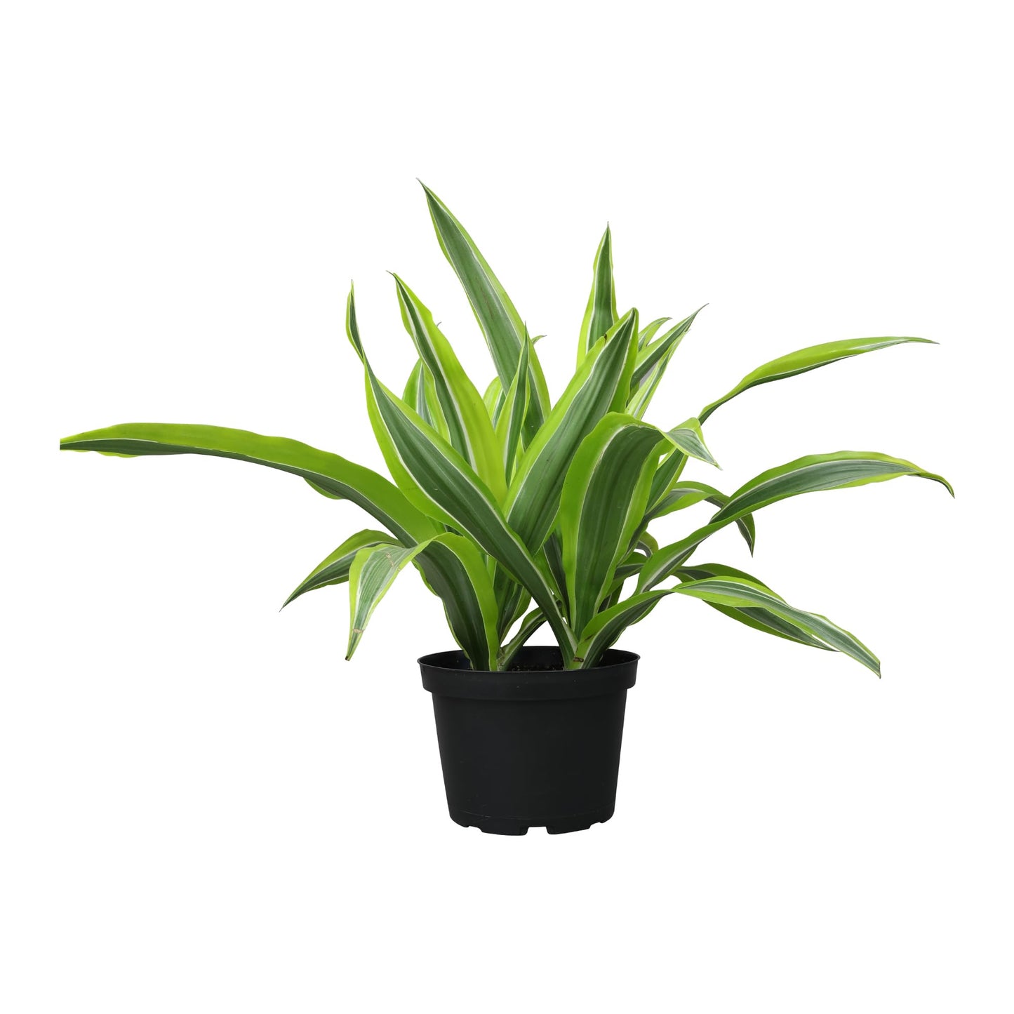 Dragon Tree Easy Plant 6 Inch Plant Pot, Real Plants for Living Room Decor, Office Plant, Low Light House Plants, House Plants Indoors Live Plants Indoor Plants Live Houseplants by Plants for Pets