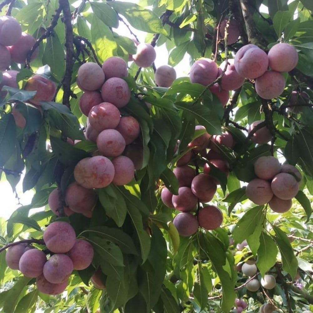Santa Rosa Plum Tree 2-3 Feet Tall, Red Plum Tree Plant Live in 3 Gallon Pot, Tropical Plums Grafted Trees for Planting Outdoor Garden, No Ship to CA