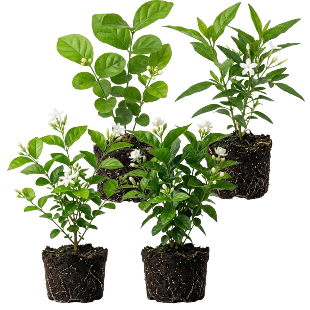 2 Mix Jasmine Plants Live, 4-7" Tall Jasmine Plant Outdoors Indoors Garden, Fragrant White Flowers Plants for Planting, Well Rooted, No Pot