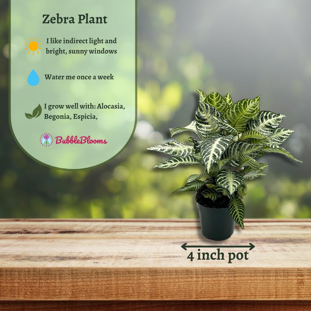 BubbleBlooms Saffron Spike Zebra Plant, Aphelandra squarrosa, Zebraplant in a 4 inch Pot