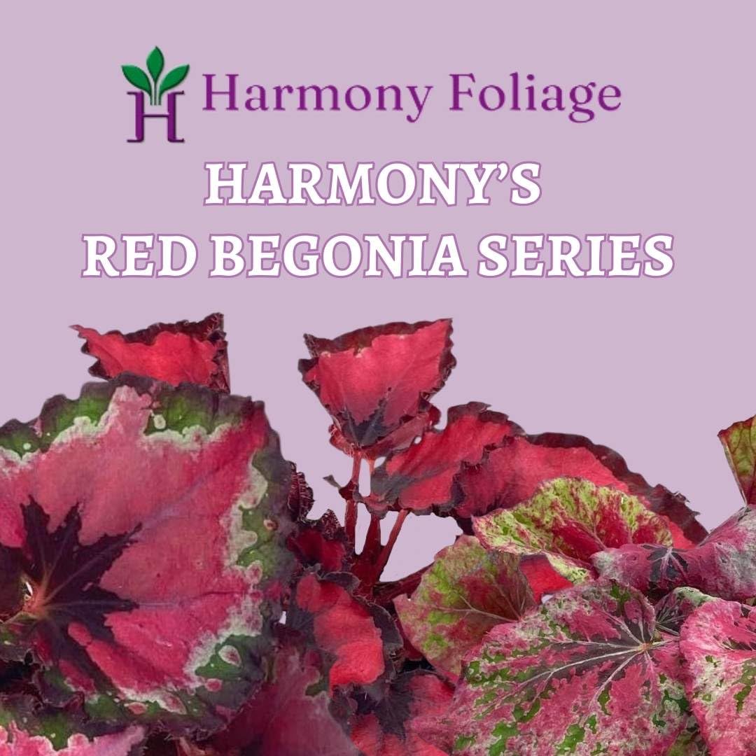 BubbleBlooms Harmony's Red Begonia Rex Series, Red and Green Holographic, 4 inch Grower's Choice Indoor House Plant