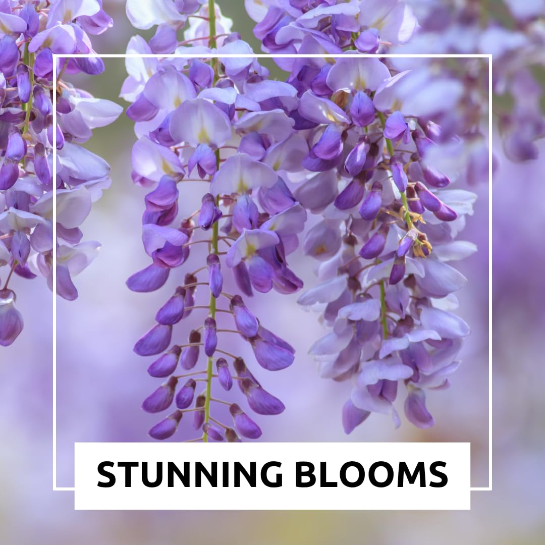 Weeping Wisteria Bonsai Tree Seedling for Planting - 1 Year Old Well Rooted Seedling - Starter for Bonsai Training or Outdoor Planting – Deciduous Flowering Vine Tree