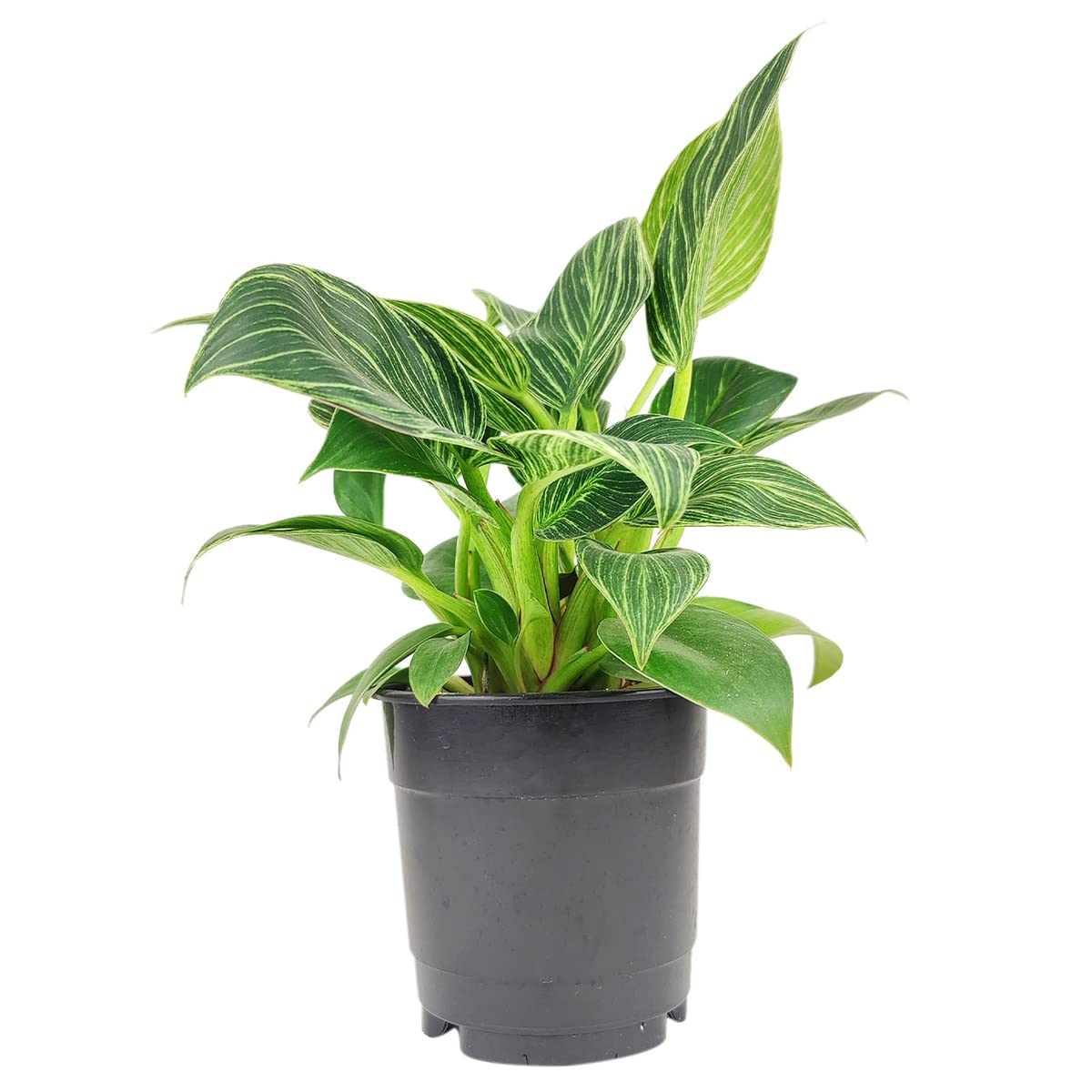 Philodendron Birkin (4" Grower Pot) - Rare Variegated Houseplant - Easy to Grow, Easy to Care Low Light Houseplants - Colorful Foliage Air-Purifying Plant