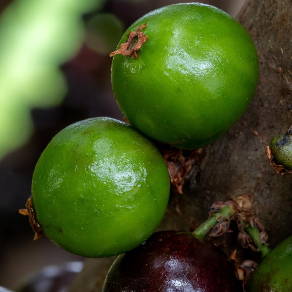 Sabara Jaboticaba Tree Live Plant, Jabuticaba Fruit Tree, Sweet and Edible Fruit for Outdoor Gardening, Starter Tree in Pot (One Gallon)