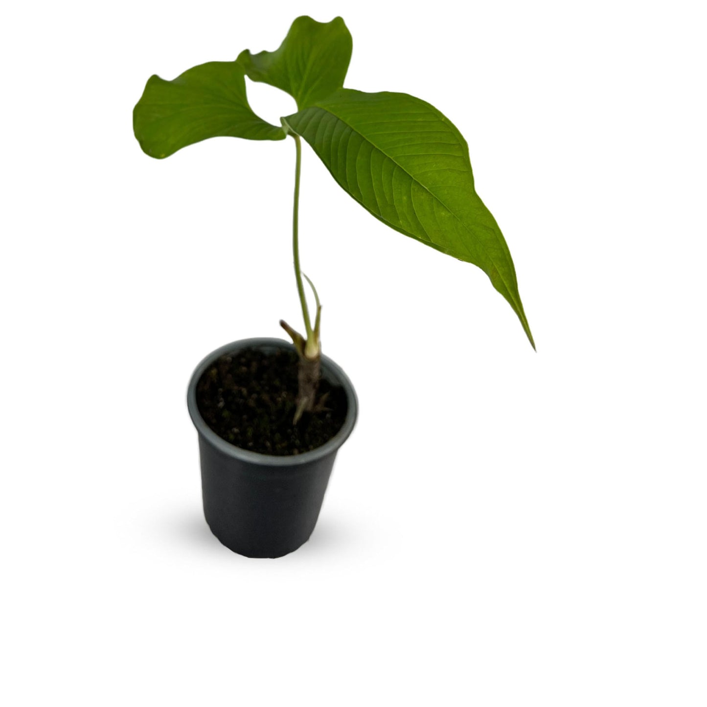 LEAL PLANTS ECUADOR Anthurium Draconopterum| Lush Green Indoor House Plant | Large Elephant Ear Leaves | Air-Purifying Low-Light Houseplant | Exotic Tropical Anthurium for Home Decor