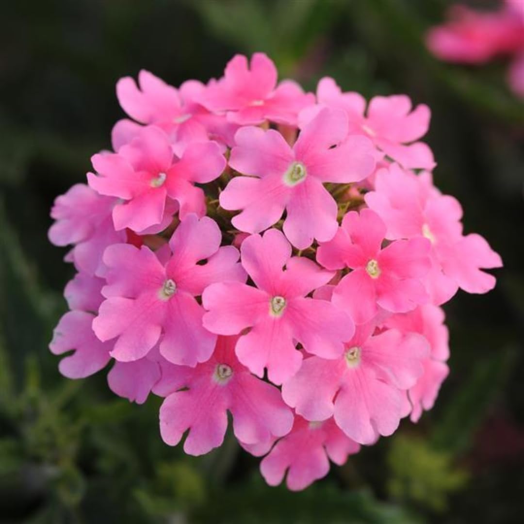 Pack 2 Pink Perennial Verbena Plants, Pink Verbena Live Plants, Verbena Flower Trailing Plants Live for Planting, Pink Verbena Plants in Zones 7 to 11
