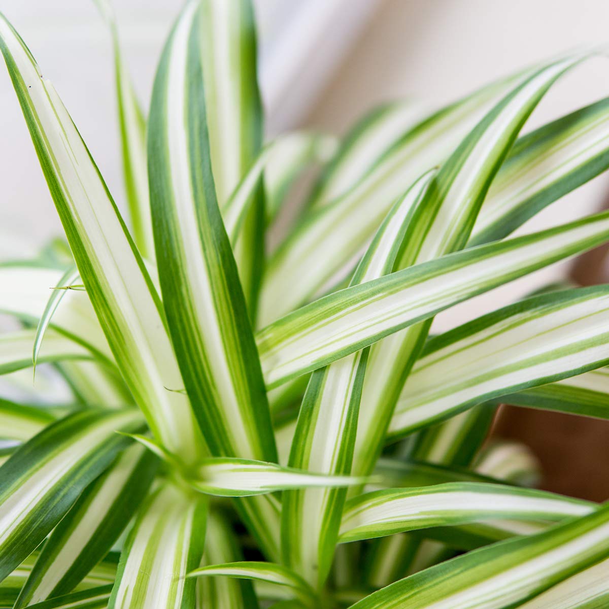 Perfect Plants Spider Plant in 6in. Midnight Blue Decor Pot | Live Houseplant for Indoor Growing | Easy to Care for & Keep Alive | Beautiful Green & White Variegated Leaves