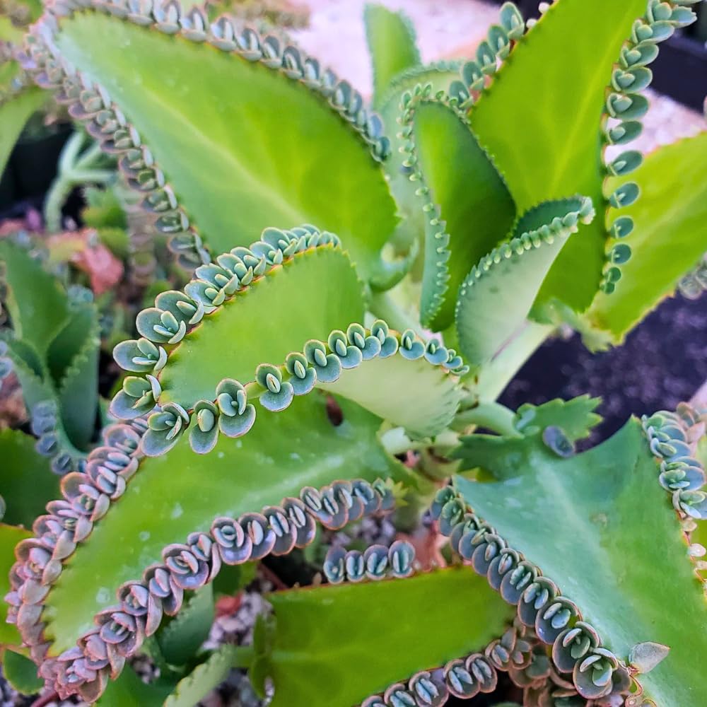 Live Kalanchoe Plant Starter, Mother of Thousands Plant Kalanchoe 4 Inch Pot, Indoor Houseplants