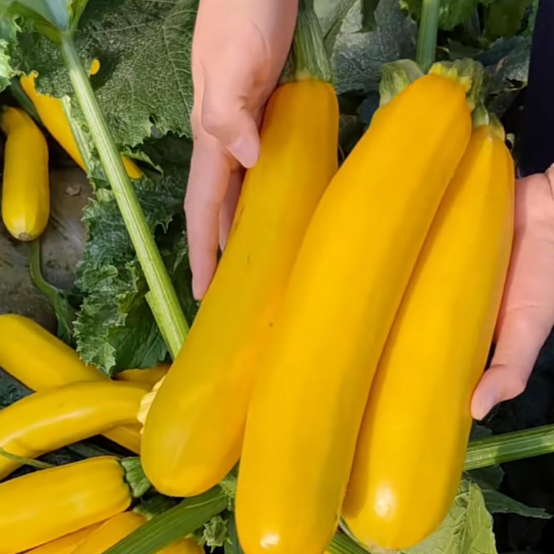 4 Squash Plants Live, 4 Inc Potted, Vegetable Plant 4-7 Inc Tall, Zucchini Plants Live for Planting Outside Inside