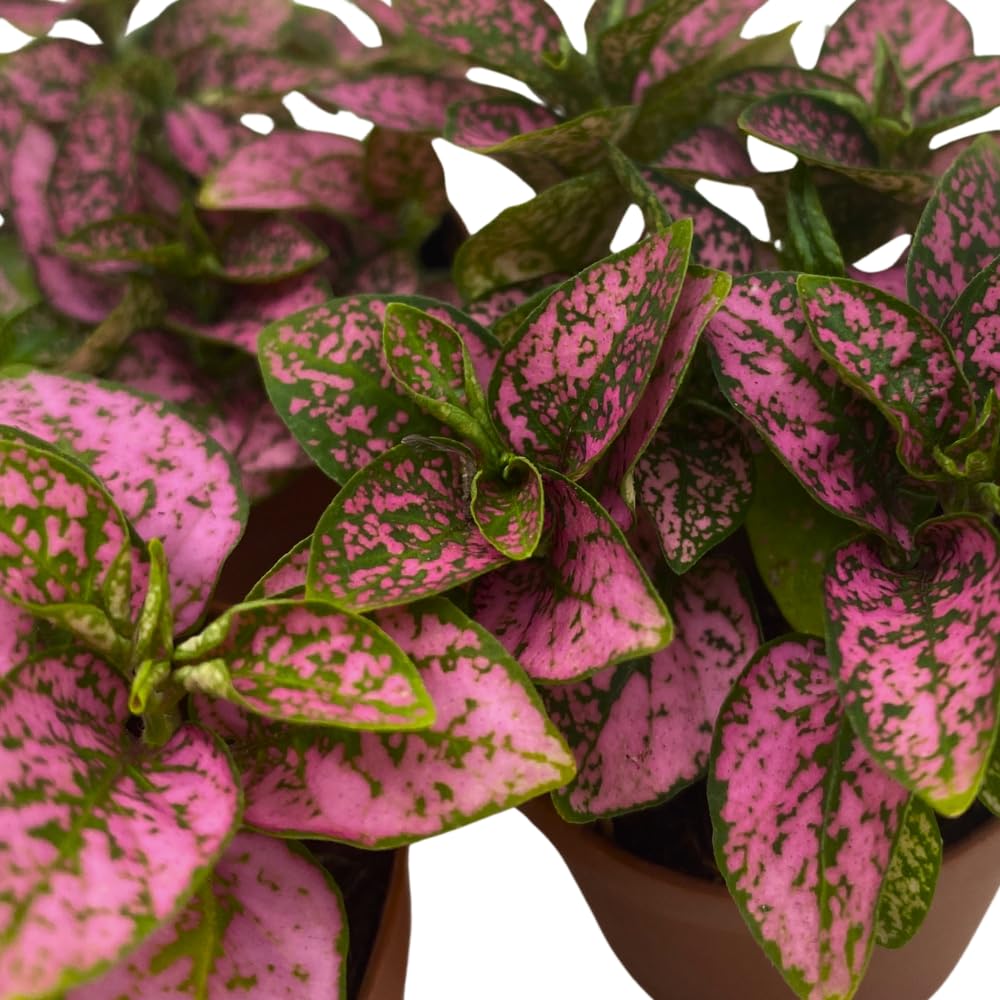 BubbleBlooms Pink Hypoestes phyllostachya 2 inch Set of 3 Flamingo Polka Dot Plant Tiny Mini Pixie Plants