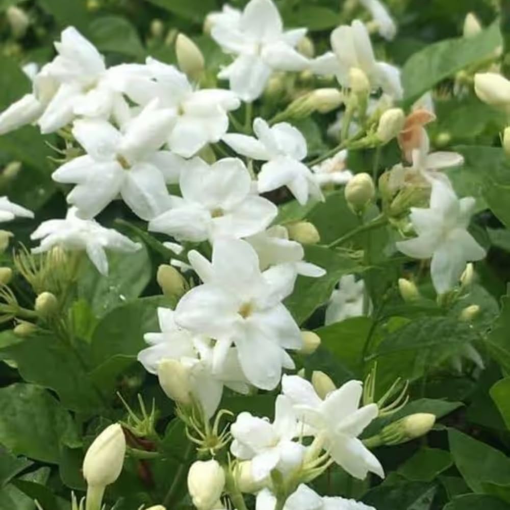 3 Jasmine Plants Live, Mix Jasmine Flower Plants Live Between 5 and 7Inc Long Outdoor Planting Indoor Fragrant Flowers, Easy to Plant