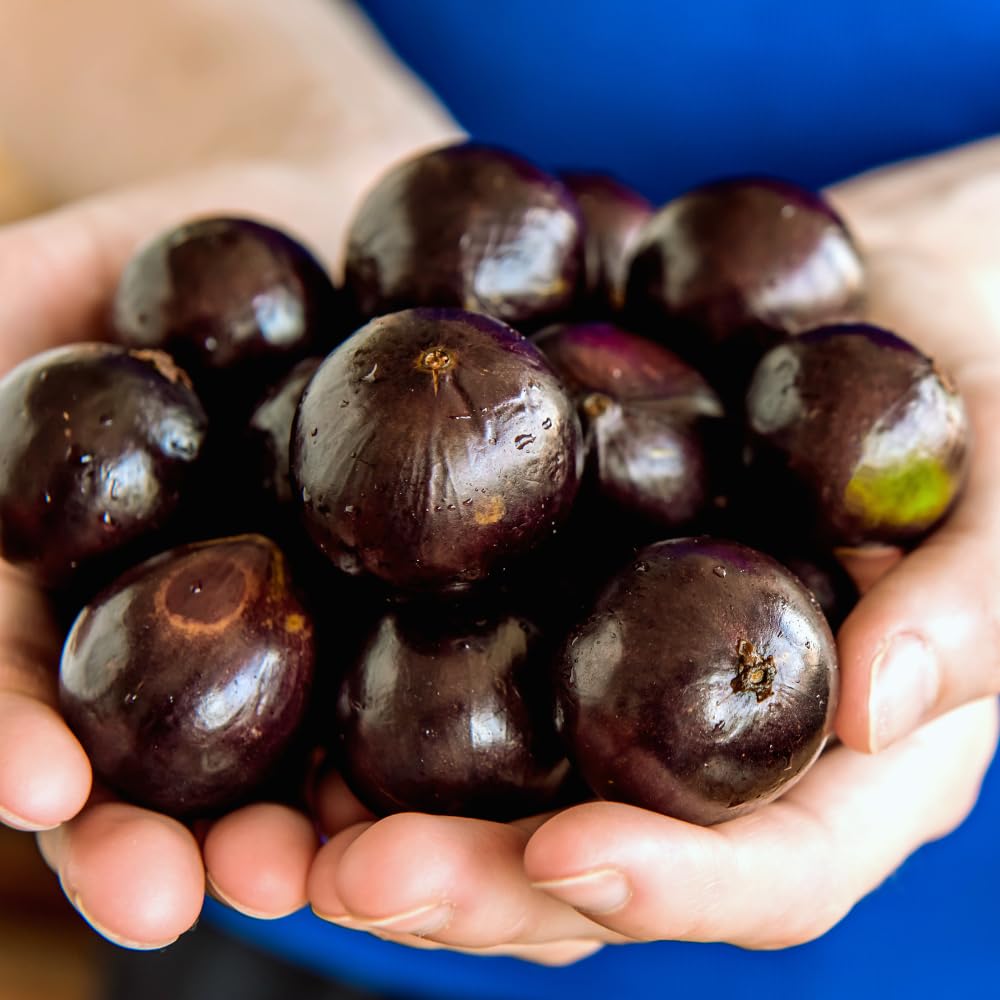 Black Jaboticaba Sabara Live Plant, Jabuticaba Tree in 3 Gallon Container, 2 to 3 Feet Height, Tropical Fruit Plant for Home Garden, No Ship to CA